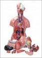 TORSO BISSEXUAL TGD-0202-C